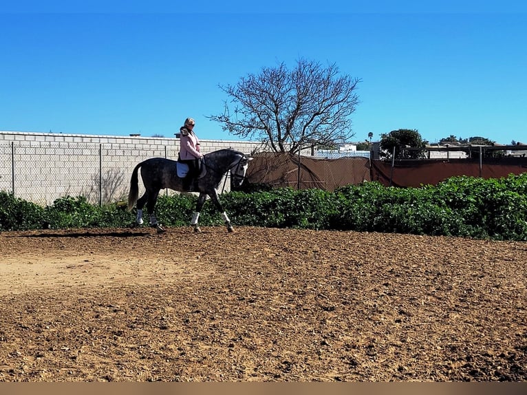 PRE Stallion 5 years 16 hh Gray-Dapple in Vejer de la Frontera