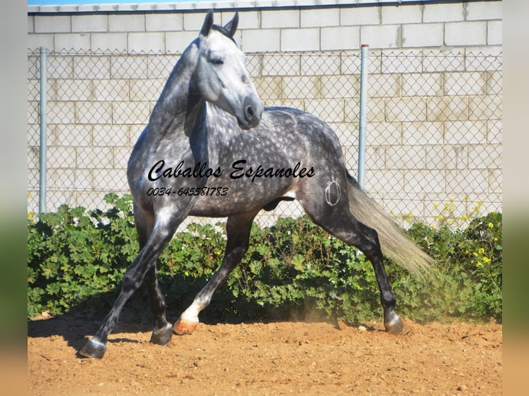 PRE Stallion 5 years 16 hh Gray-Dapple in Vejer de la Frontera