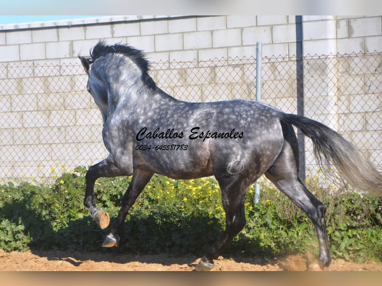 PRE Stallion 5 years 16 hh Gray-Dapple in Vejer de la Frontera