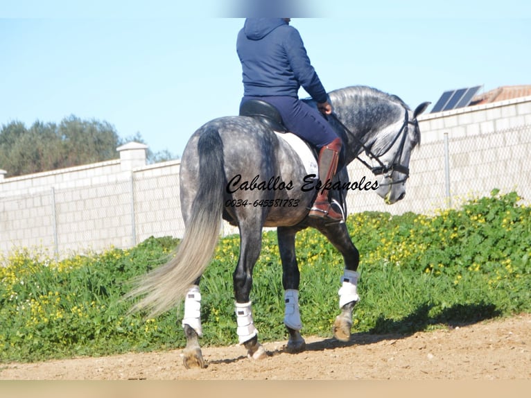 PRE Stallion 5 years 16 hh Gray-Dapple in Vejer de la Frontera