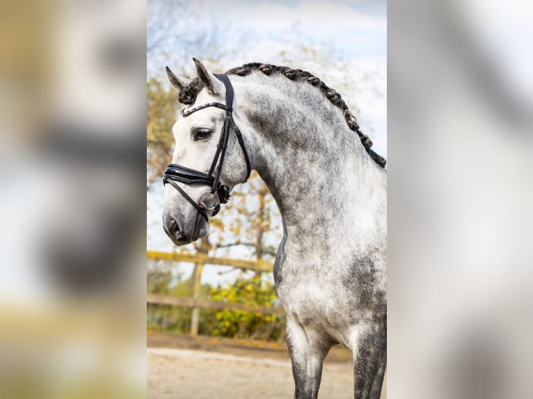 PRE Mix Stallion 5 years 16 hh Gray in Sm