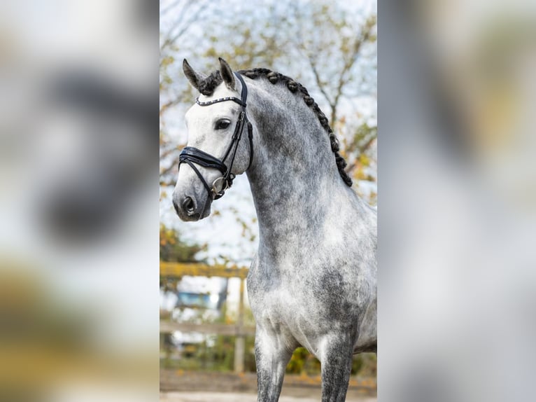 PRE Mix Stallion 5 years 16 hh Gray in Sm