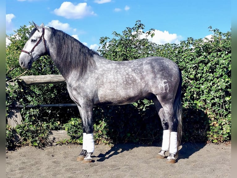 PRE Mix Stallion 5 years 16 hh Gray in Galaroza (Huelva)
