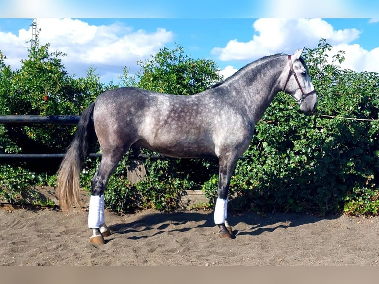 PRE Mix Stallion 5 years 16 hh Gray in Galaroza (Huelva)