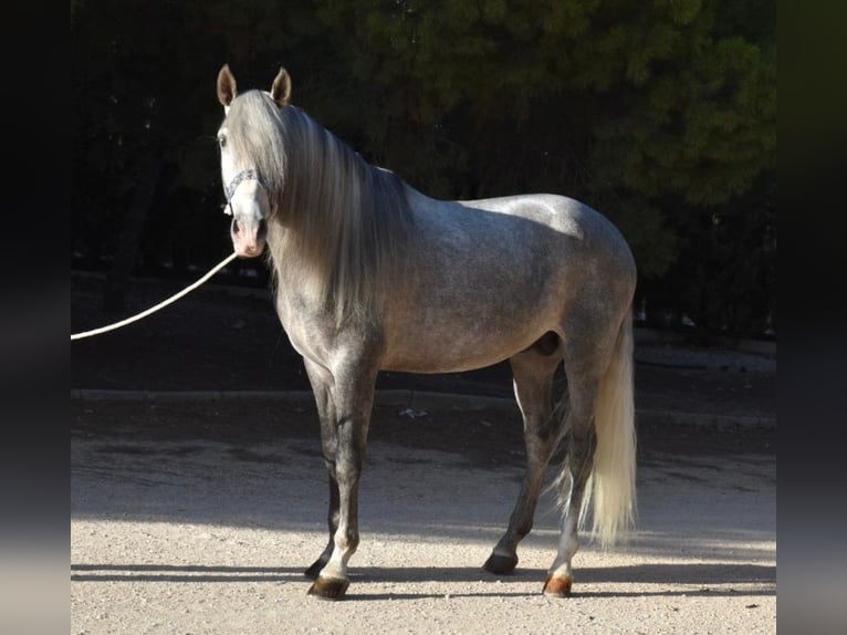 PRE Mix Stallion 5 years 16 hh Gray in MADRID
