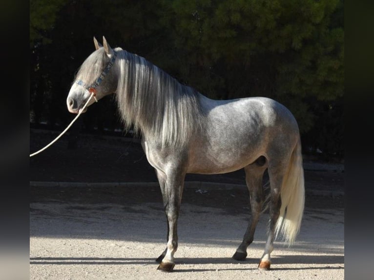 PRE Mix Stallion 5 years 16 hh Gray in MADRID