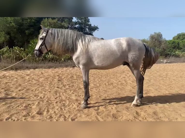 PRE Mix Stallion 5 years 16 hh Gray in Sevilla