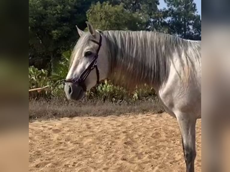 PRE Mix Stallion 5 years 16 hh Gray in Sevilla