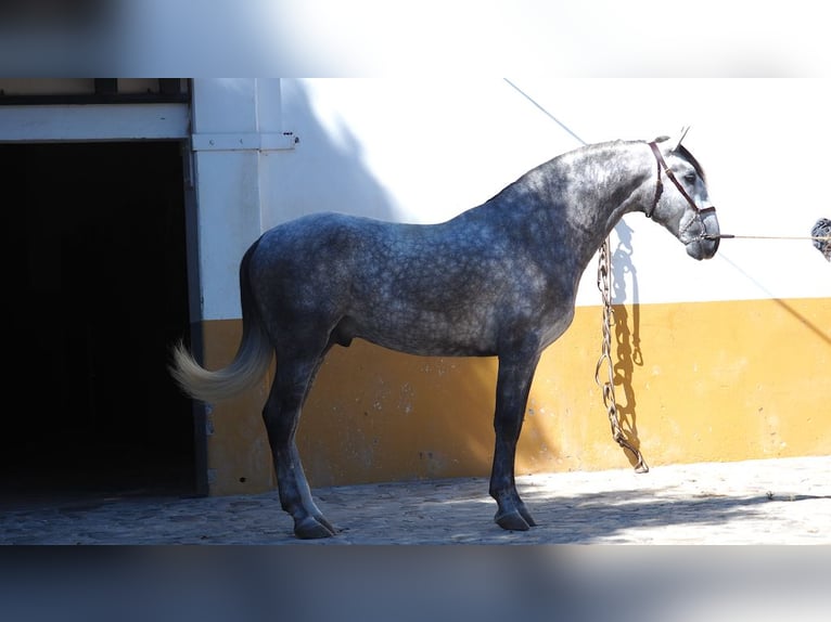 PRE Mix Stallion 5 years 16 hh Gray in NAVAS DEL MADRONO