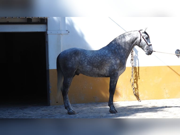 PRE Mix Stallion 5 years 16 hh Gray in NAVAS DEL MADRONO