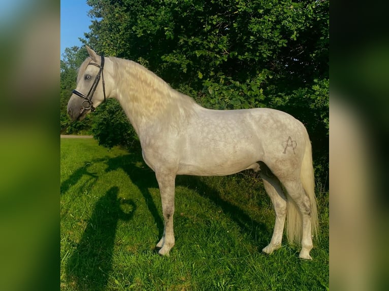 PRE Mix Stallion 5 years 16 hh Gray in Petit-Mars
