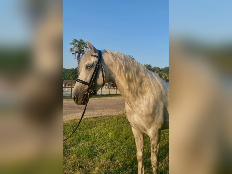 PRE Mix Stallion 5 years 16 hh Gray in Petit-Mars