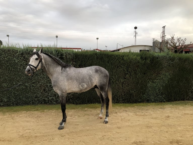 PRE Stallion 5 years 16 hh Gray in Pilas