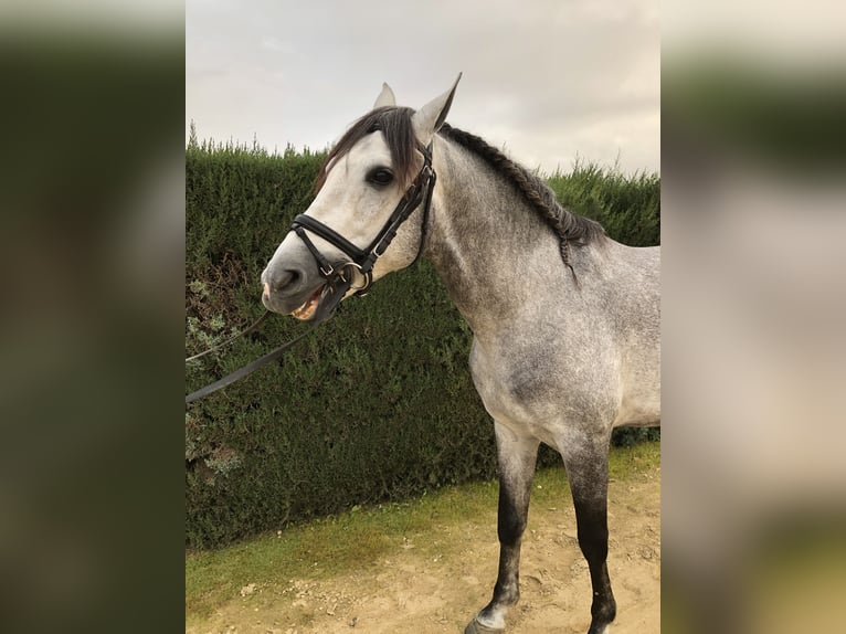 PRE Stallion 5 years 16 hh Gray in Pilas