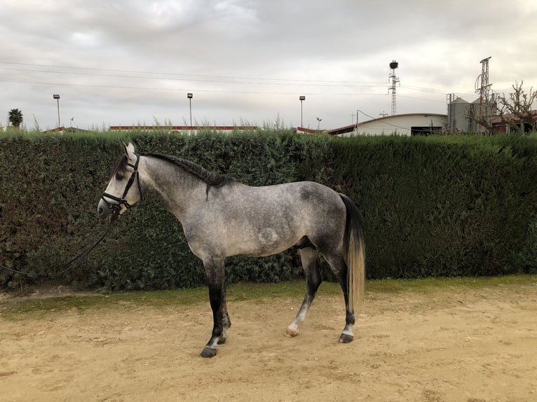 PRE Stallion 5 years 16 hh Gray in Pilas