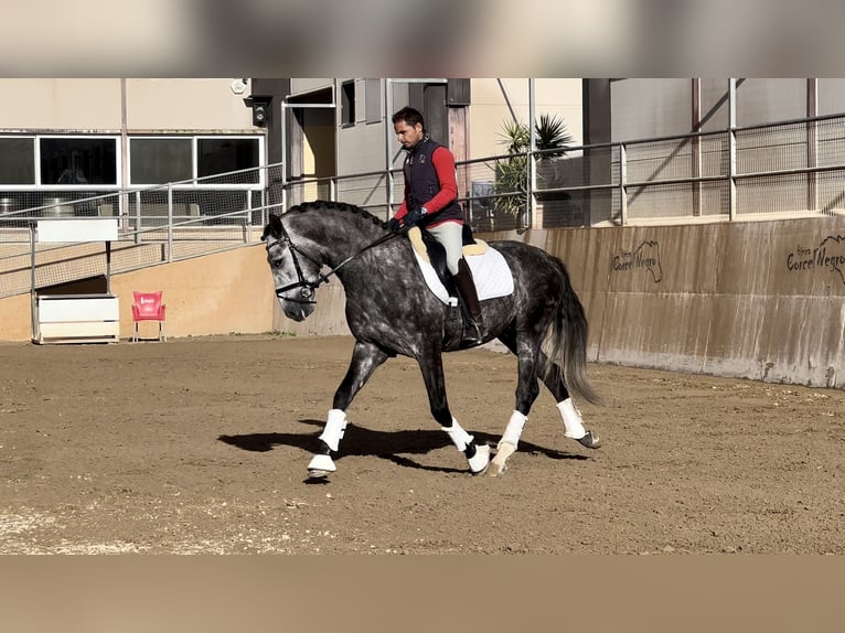 PRE Stallion 5 years 16 hh Gray in Valencia