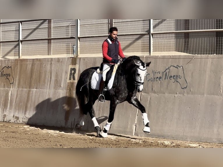 PRE Stallion 5 years 16 hh Gray in Valencia