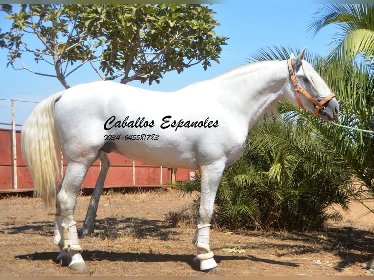 PRE Stallion 5 years 16 hh Gray in Vejer de la Frontera