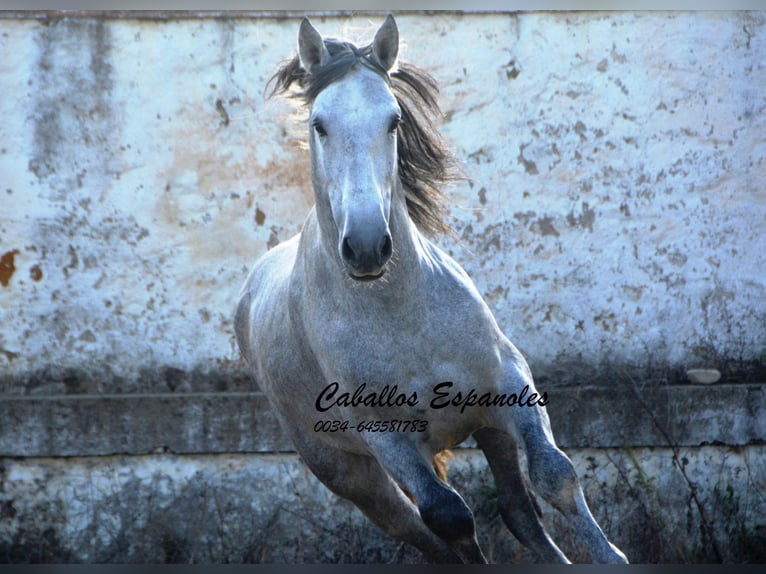 PRE Mix Stallion 5 years 16 hh Gray in Vejer de la Frontera