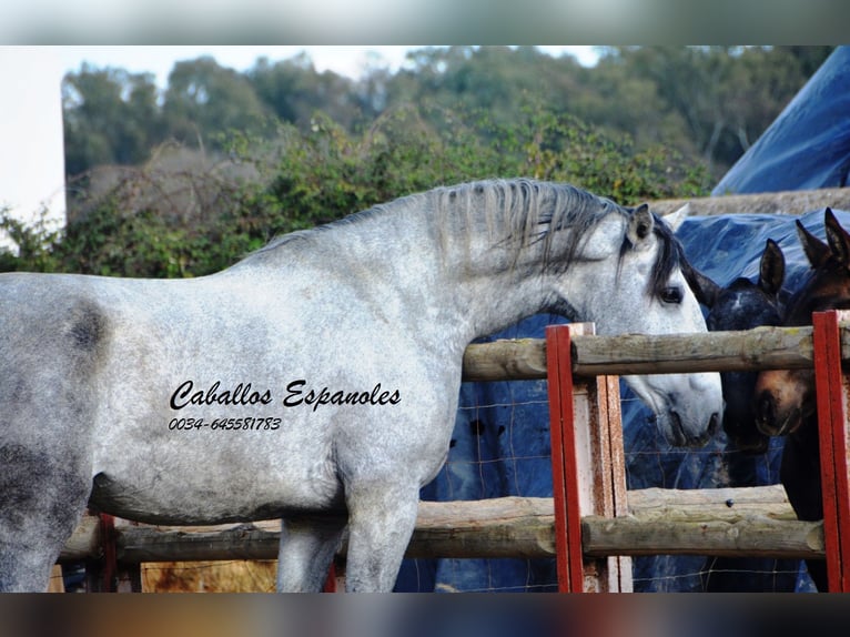 PRE Mix Stallion 5 years 16 hh Gray in Vejer de la Frontera
