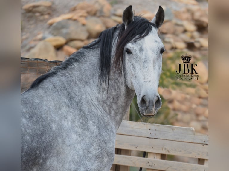 PRE Stallion 5 years 16 hh Gray in Tabernas Almeria