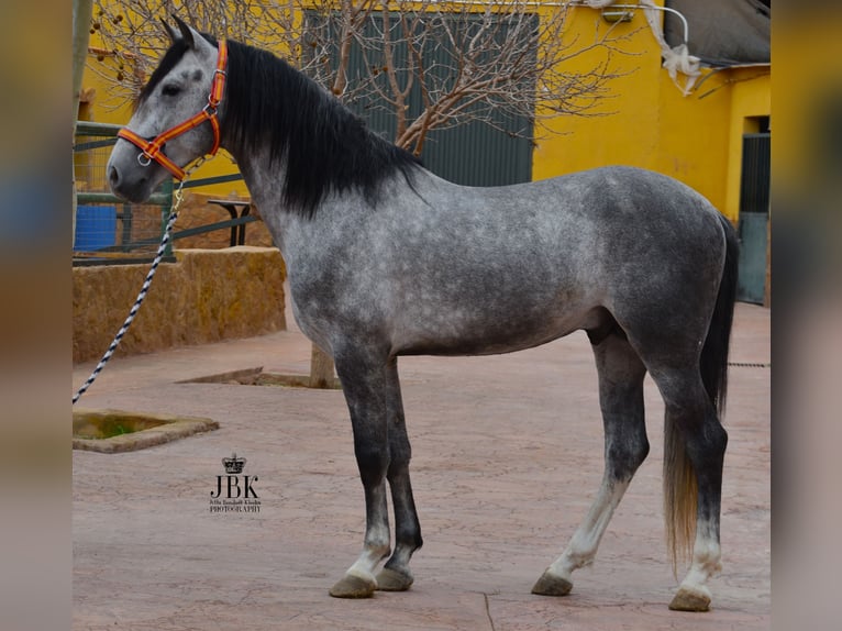 PRE Stallion 5 years 16 hh Gray in Tabernas Almeria