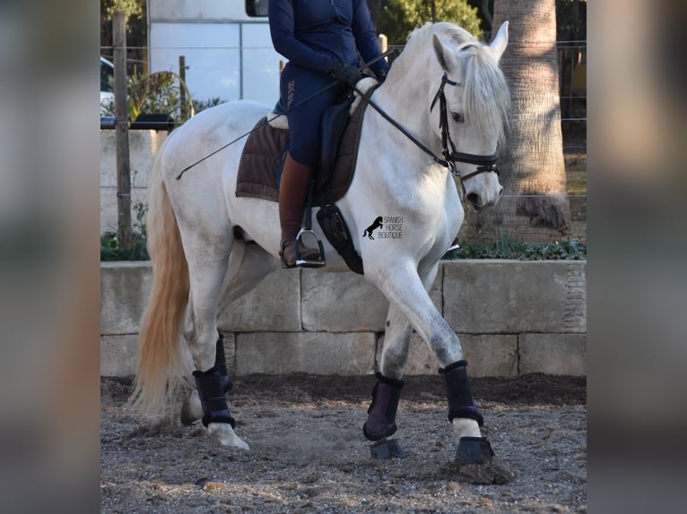 PRE Stallion 5 years 16 hh Gray in Mallorca