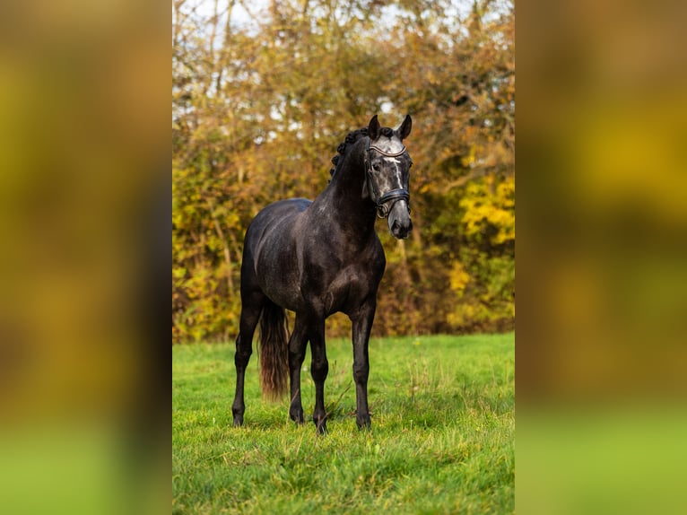 PRE Stallion 5 years 16 hh Grey-Blue-Tan in Krimpen aan den IJssel