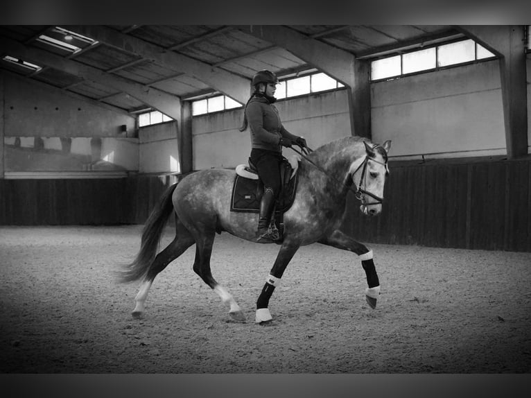 PRE Stallion 5 years 16 hh Grey-Dapple in HEUVELLAND