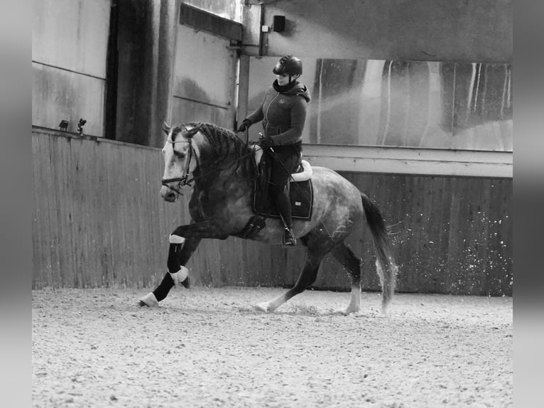 PRE Stallion 5 years 16 hh Grey-Dapple in HEUVELLAND