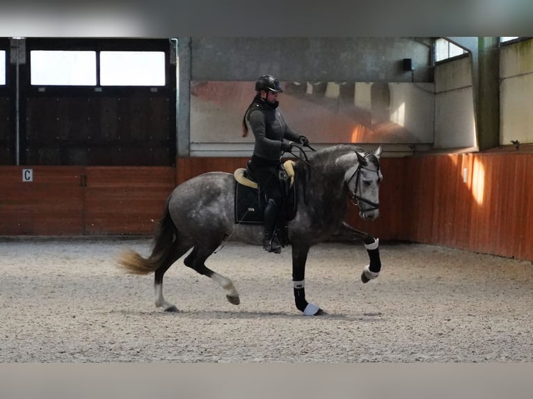 PRE Stallion 5 years 16 hh Grey-Dapple in HEUVELLAND