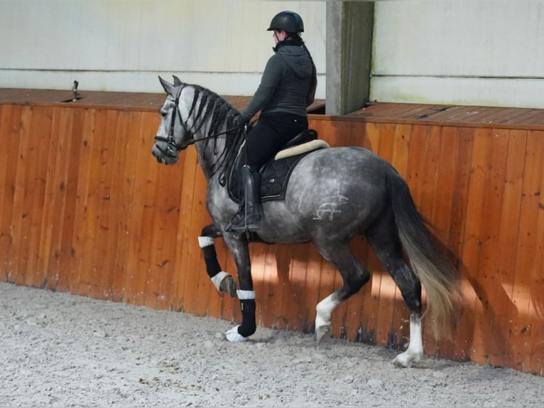 PRE Stallion 5 years 16 hh Grey-Dapple in HEUVELLAND