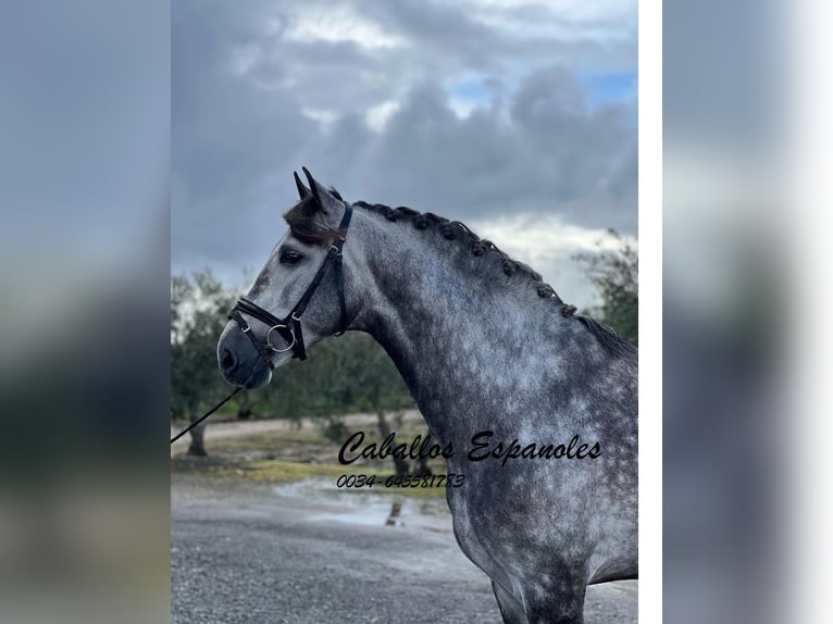 PRE Stallion 5 years 16 hh Grey-Dapple in Vejer de la Frontera