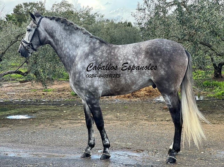 PRE Stallion 5 years 16 hh Grey-Dapple in Vejer de la Frontera