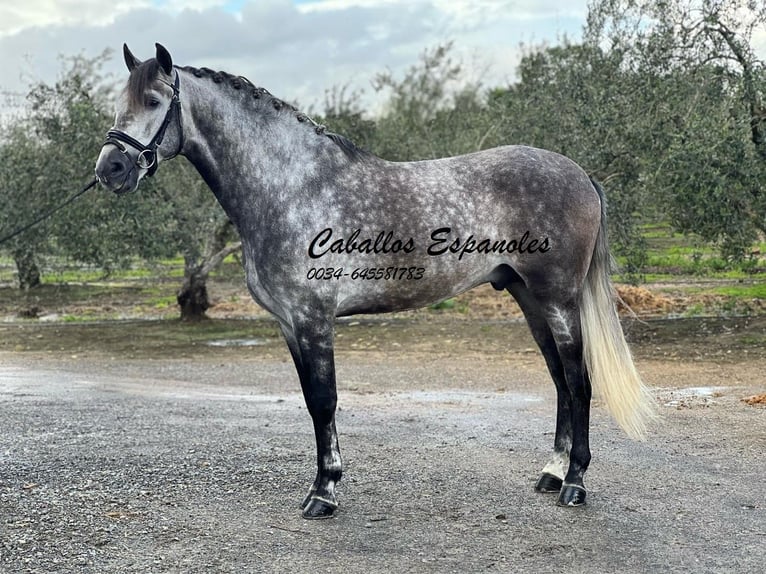 PRE Stallion 5 years 16 hh Grey-Dapple in Vejer de la Frontera