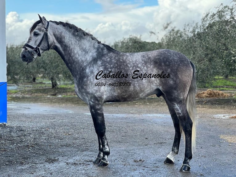 PRE Stallion 5 years 16 hh Grey-Dapple in Vejer de la Frontera