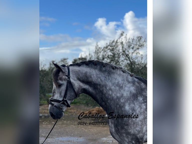 PRE Stallion 5 years 16 hh Grey-Dapple in Vejer de la Frontera