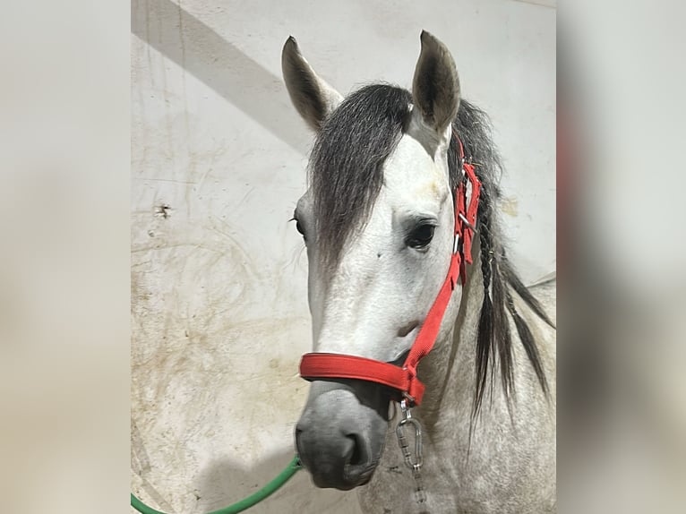 PRE Mix Stallion 5 years 16 hh Grey-Dapple in Palma del Rìo