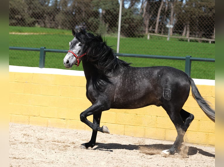 PRE Mix Stallion 5 years 16 hh Grey-Dapple in Hamburg