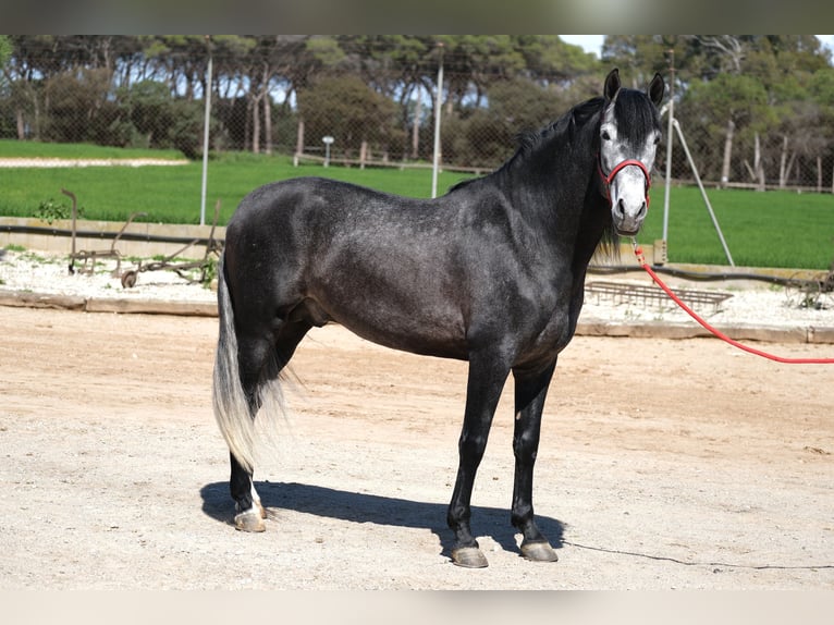 PRE Mix Stallion 5 years 16 hh Grey-Dapple in Hamburg