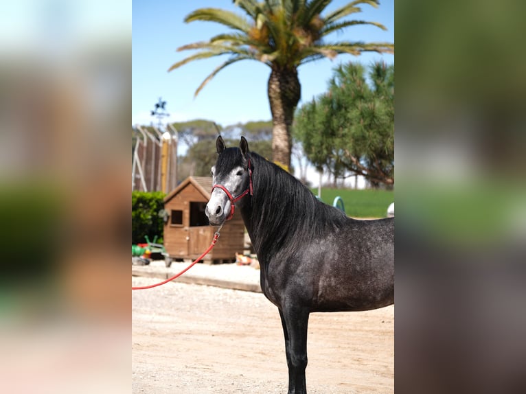 PRE Mix Stallion 5 years 16 hh Grey-Dapple in Hamburg