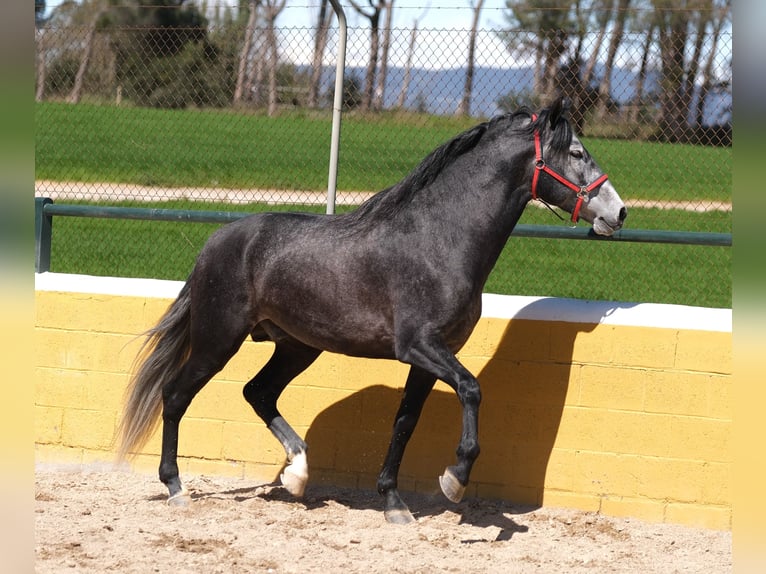PRE Mix Stallion 5 years 16 hh Grey-Dapple in Hamburg