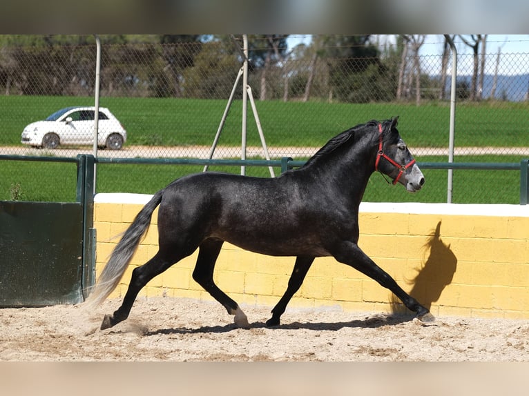 PRE Mix Stallion 5 years 16 hh Grey-Dapple in Hamburg
