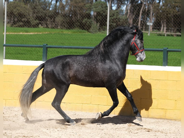 PRE Mix Stallion 5 years 16 hh Grey-Dapple in Hamburg
