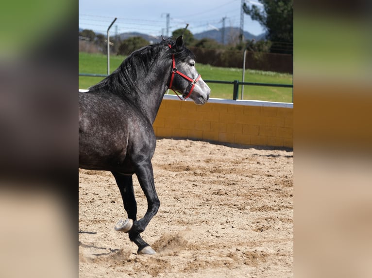 PRE Mix Stallion 5 years 16 hh Grey-Dapple in Hamburg