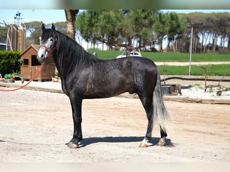PRE Mix Stallion 5 years 16 hh Grey-Dapple in Hamburg