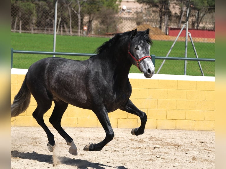 PRE Mix Stallion 5 years 16 hh Grey-Dapple in Hamburg