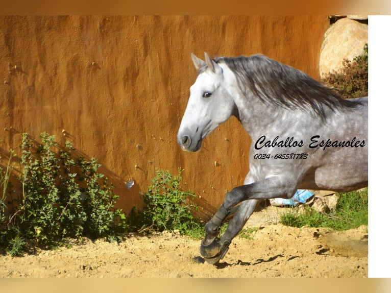 PRE Stallion 5 years 16 hh Grey-Dapple in Vejer de la Frontera