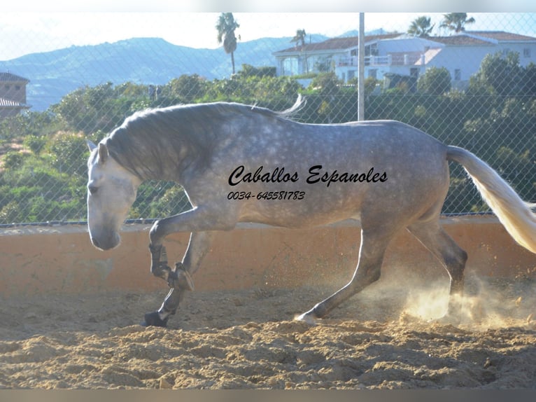 PRE Stallion 5 years 16 hh Grey-Dapple in Vejer de la Frontera