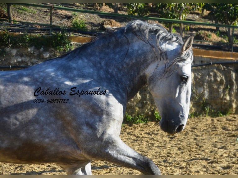 PRE Stallion 5 years 16 hh Grey-Dapple in Vejer de la Frontera